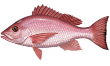 Fish in profile