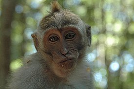 Макака-крабоед (Macaca fascicularis)