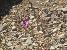 Malesherbia linearifolia