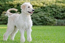 Cream goldendoodle