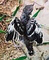 Baby Northern Mockingbird.