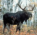 ヘラジカ(moose)