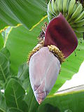 Musa acuminata flowers