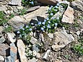 Myosotis alpestris