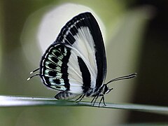 Nacaduba cyanea