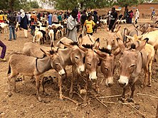 Donkeys for sale at the weekly livestock market