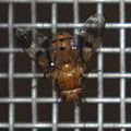 Tachinid fly of the genus Oestrophasia, same screen. Thanks to Norm Woodley at BugGuide.net for ID.