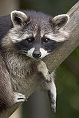 Raccoon