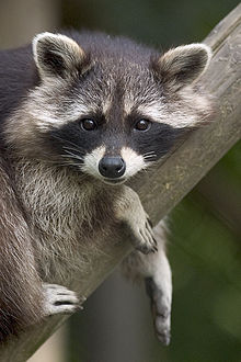 A raccoon lays on a tree branch with its two front paws dangling off.