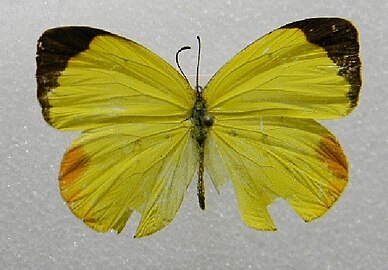 Female, dorsal view