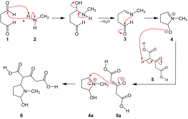 1. Teil des Reaktionsmechanismus der Robinson-Schöpf-Reaktion