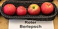 Roter Berlepsch