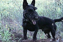 A black Scottish Terrier with breed-specific eyebrows and beard, but without the breed-specific skirt. The dog has a short body coat and has dirt on its face from digging in the dirt below it. The dog's mouth is open.