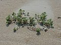 Amaranthus pumilus