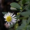 S. ontarionis photographed 21 September 2017, Green Lake County, Wisconsin, US.