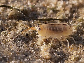 A pulga-do-mar Talitrus saltator.