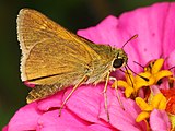 Adult, ventral view of wings.