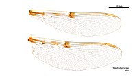 Male wings