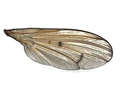 Tetanocera ferruginea - aile.