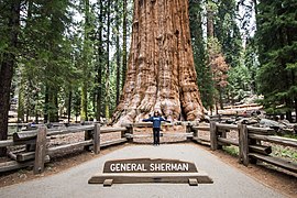 General Sherman.