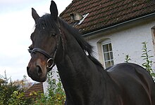 Tête d'un trakehner bai foncé vu de trois-quart, devant une maison