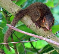 Horsfield's treeshrew (T. javanica)