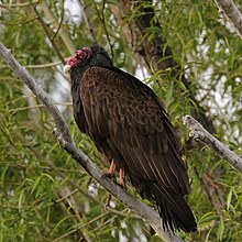 A turkey vulture perched on a tree branch