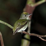 Tiny tyrant-manakin