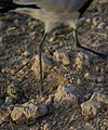 Same bird temporarily abandoning egg