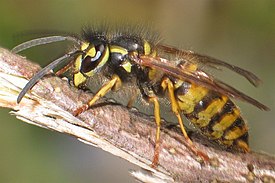 Vespula vulgaris