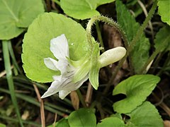 萼片の後部の付属体には鋸歯があり、それらの縁には短毛が生える。