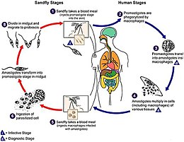 Description de l'image Visceral-Leishmaniasis-in-Ethiopia-An-Evolving-Disease-pntd.0003131.g001.jpg.