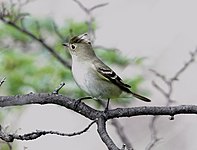 White-crested elaenia