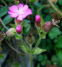 Honblomma Lägg märke till blomformen tvåsidigt knippe