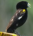 Fauna in Lobata District, São Tomé