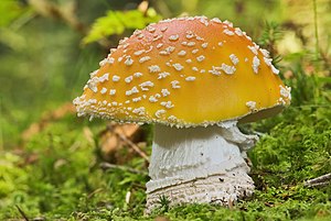 Amanita muscaria