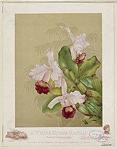 A painting of three orchid flowers