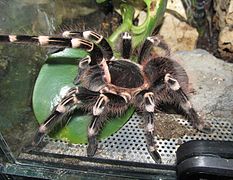 Acanthoscurria geniculata