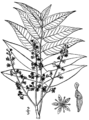 Ailanthus altissima