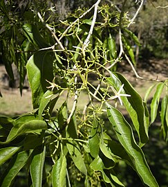 Alstonia constricta