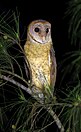 Andaman masked owl