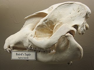 Baird's tapir skull