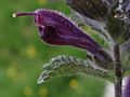 closeup of flower