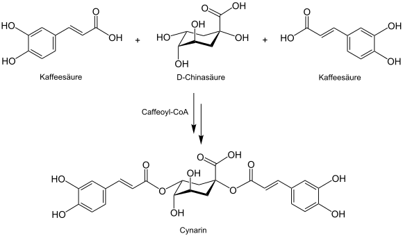 Biosynthese von Cynarin