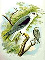 Elanus caeruleus