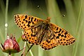 Cranberry fritillary.