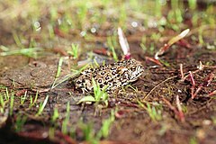 Description de l'image Bufo canorus03.jpg.