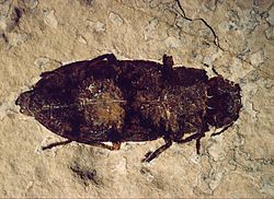 A well-preserved Buprestidae beetle (3.5 cm or 1.4 in long) from the FBNM collections. Other beetles, flies and Hemiptera bugs have also been found in the Fossil Lake sediments.[9]