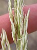 Sand reedgrass (Calamovilfa longifolia)