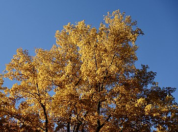 Carya cordiformis, 1940 accession, in fall